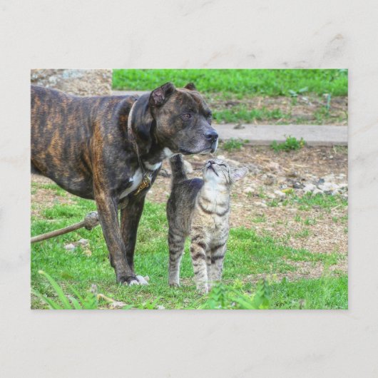Carte Postale Pit Bull et Cat (Devant)