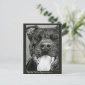 Carte Postale Pit Bull - "Happy Guy" (Debout devant)