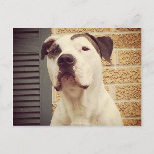 Carte Postale Pit Bull T-Bone
