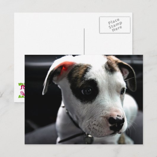 Carte Postale Pit Bull T-Bone (Devant / Derrière)