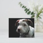 Carte Postale Pit Bull T-Bone (Debout devant)