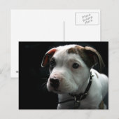 Carte Postale Pit Bull T-Bone (Devant / Derrière)