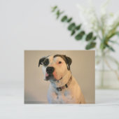 Carte Postale Pit Bull T-Bone (Debout devant)