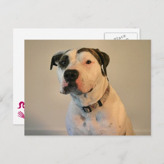Carte Postale Pit Bull T-Bone (Devant / Derrière)