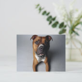 Carte Postale Pit Bull Terrier En Bas (Debout devant)