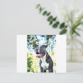 Carte Postale Pitbull (Debout devant)