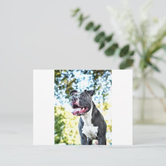 Carte Postale Pitbull (Debout devant)
