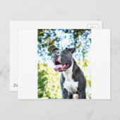 Carte Postale Pitbull (Devant / Derrière)
