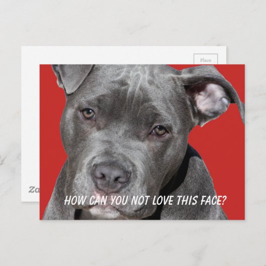 Carte Postale Pitbull noir modifiable (Devant / Derrière)