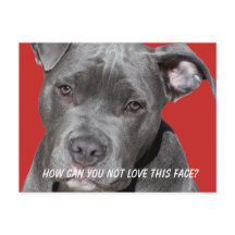 Pitbull noir modifiable