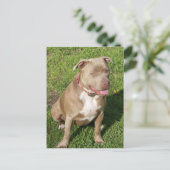 Carte Postale Pitbull pacifique (Debout devant)