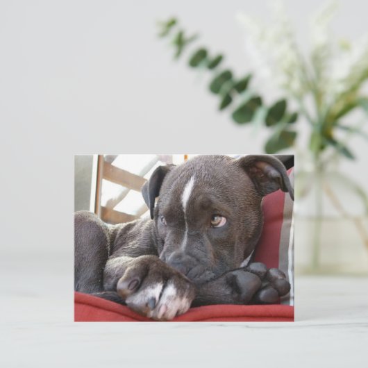 Carte Postale Pitbull Pup (Debout devant)