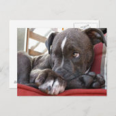 Carte Postale Pitbull Pup (Devant / Derrière)