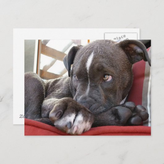 Carte Postale Pitbull Pup (Devant / Derrière)