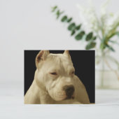 Carte postale pitbulle blanche (Debout devant)