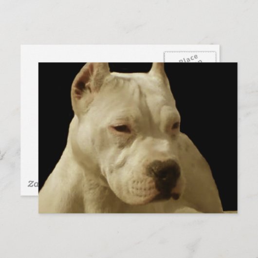 Carte postale pitbulle blanche (Devant / Derrière)