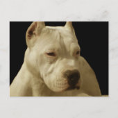 Carte postale pitbulle blanche (Devant)