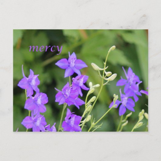 Carte Postale Pitié (Devant)
