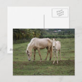 Carte Postale Pitons2 (Devant / Derrière)