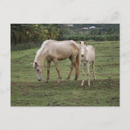 Carte Postale Pitons2 (Devant)