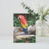 Carte Postale Pittoresque Scarlet Macaw (Debout devant)