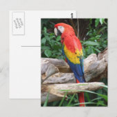 Carte Postale Pittoresque Scarlet Macaw (Devant / Derrière)