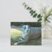 Carte postale Pitty (Debout devant)