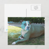 Carte postale Pitty (Devant / Derrière)