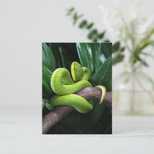 Carte Postale Pitviper de bambou à queue rouge (Debout devant)