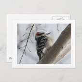 Carte Postale Pivert de Downey (Devant / Derrière)