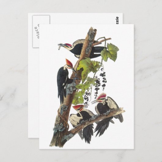 Carte Postale Pivert de Pileated par Audubon (Devant / Derrière)