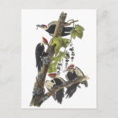 Carte Postale Pivert de Pileated par Audubon (Devant)