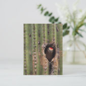 Carte Postale Pivert du Gila dans le Saguaro (Debout devant)