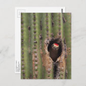 Carte Postale Pivert du Gila dans le Saguaro (Devant / Derrière)