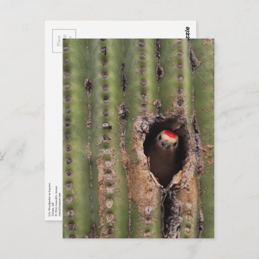 Carte Postale Pivert du Gila dans le Saguaro (Devant / Derrière)