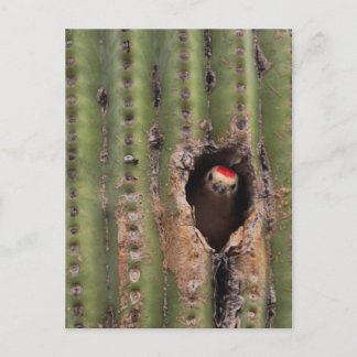 Carte Postale Pivert du Gila dans le Saguaro