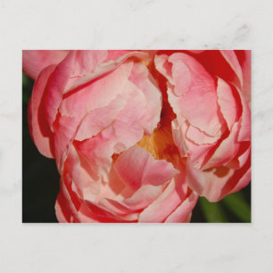 Carte postale pivoine
