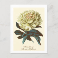 Pivoine blanche botanique vintage fleur de l'India