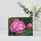 Carte Postale Pivoine rose (Debout devant)