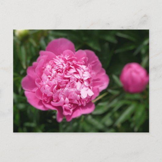 Carte Postale Pivoine rose (Devant)