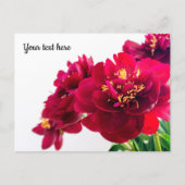 Carte postale Pivoine Rouge (Devant)