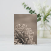 Carte Postale Pivoine Simple Sépia (Debout devant)