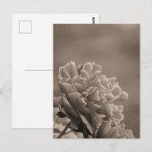 Carte Postale Pivoine Simple Sépia (Devant / Derrière)