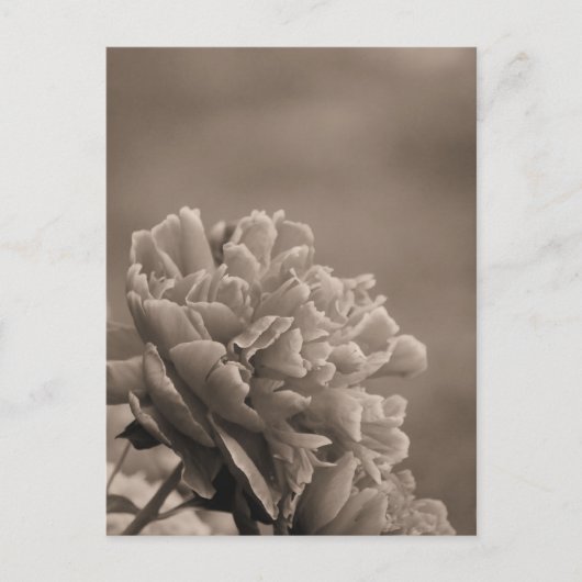 Carte Postale Pivoine Simple Sépia (Devant)