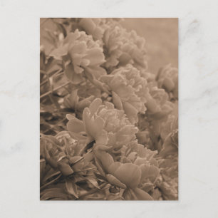 Carte Postale Pivoines Face à la Lumière en Sépia