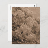 Carte Postale Pivoines face à la lumière en sépia (Devant / Derrière)