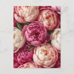Carte Postale Pivoines roses