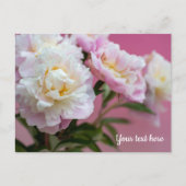 Carte Postale Pivoines roses (Devant)