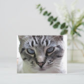 Carte Postale Pixie vers le haut (Debout devant)