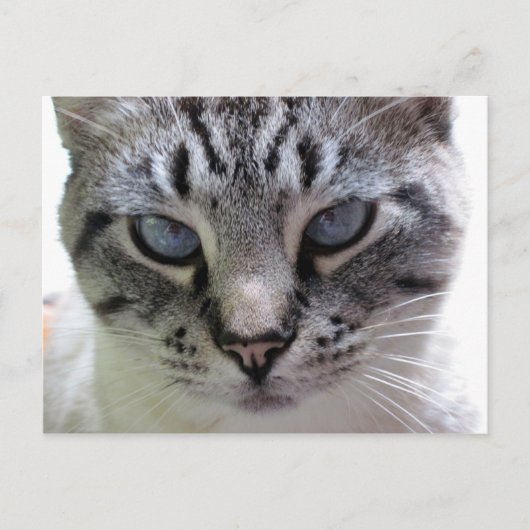 Carte Postale Pixie vers le haut (Devant)